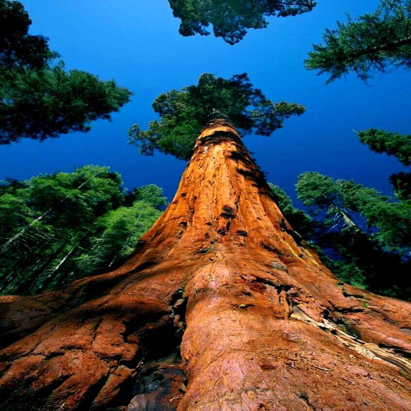 California Coast Redwood Seeds Giant Sequoia Bonsai “TALLEST TREE in the WORLD!”
