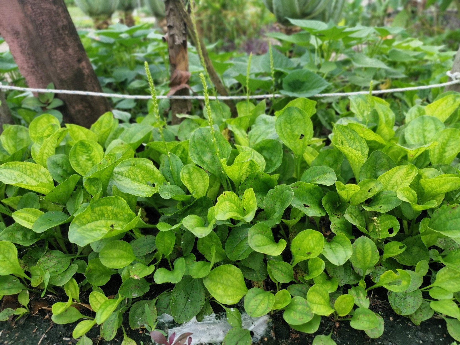 1000 CHINESE PLANTAIN Plantago Asiatica Herb Flower Seeds