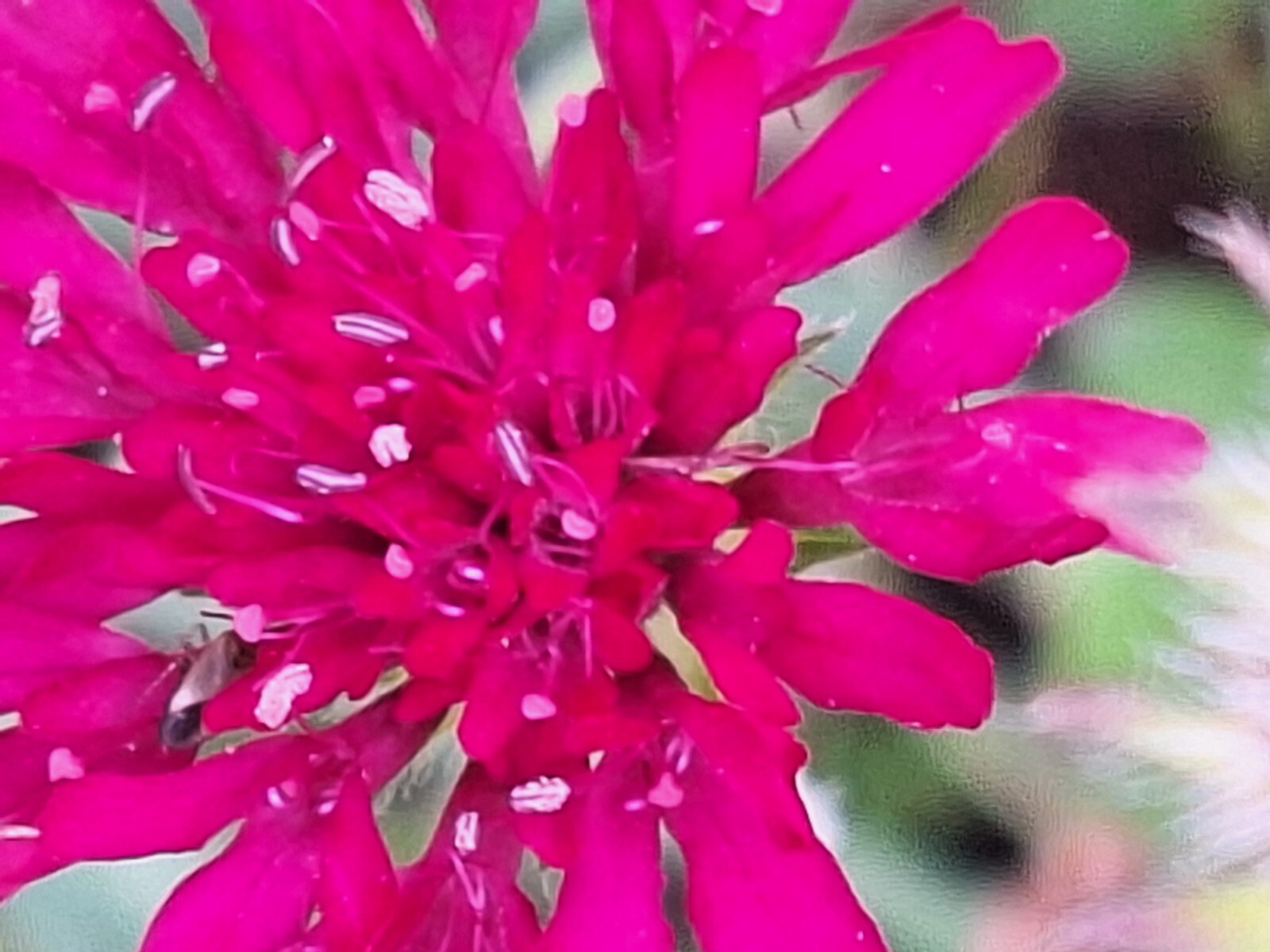 KNAUTIA, MIXED COLORS 100 SEEDS, RED, PINK, LAVENDER, PERENNIAL *EZ TO GROW*