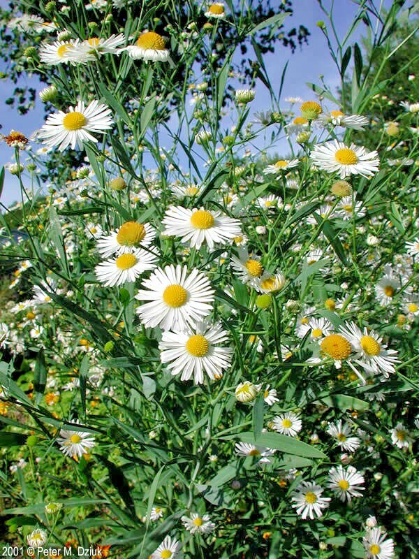 201+FALSE ASTER Seeds Perennial Native Wildflower Poor Soils Summer Fall Garden