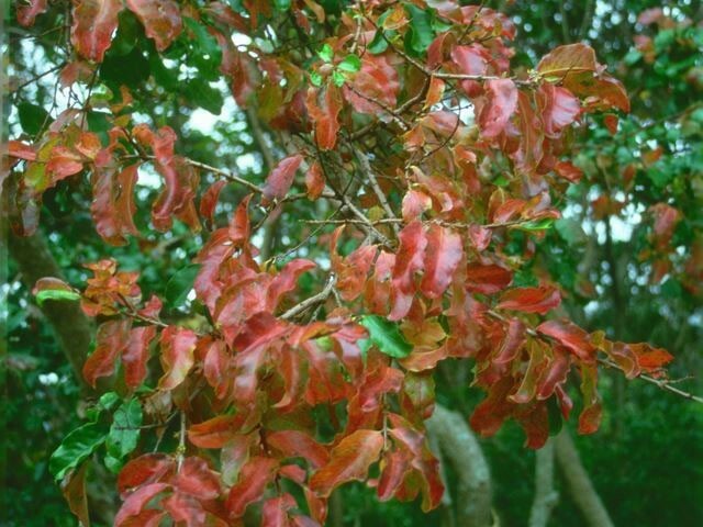 Galpinia transvaalica | Transvaal Privet | Wild Pride of India | 10_Seeds