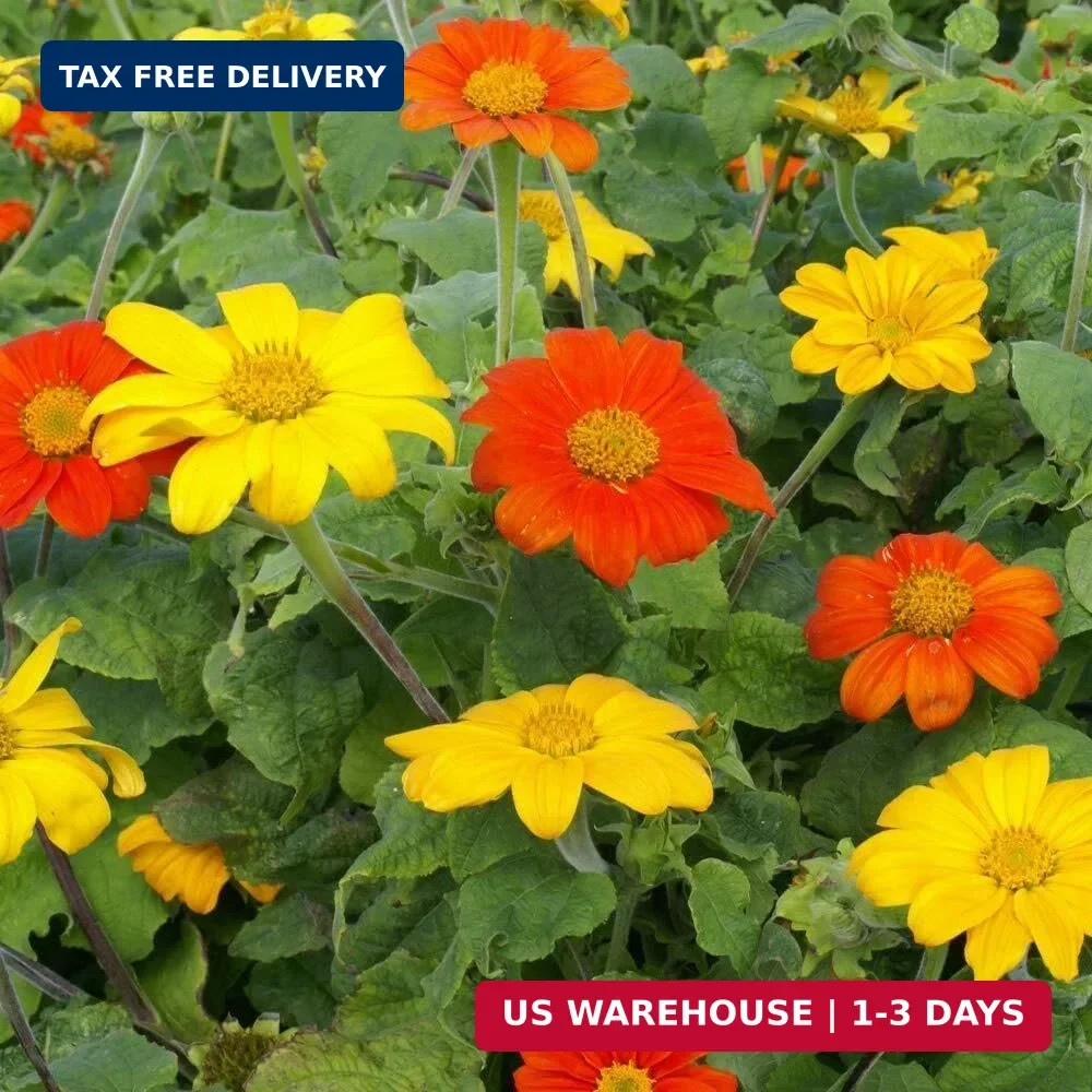Outsidepride Red Torch Mexican Sunflower Seeds – 1000 Seeds Annual Tithonia, Fas