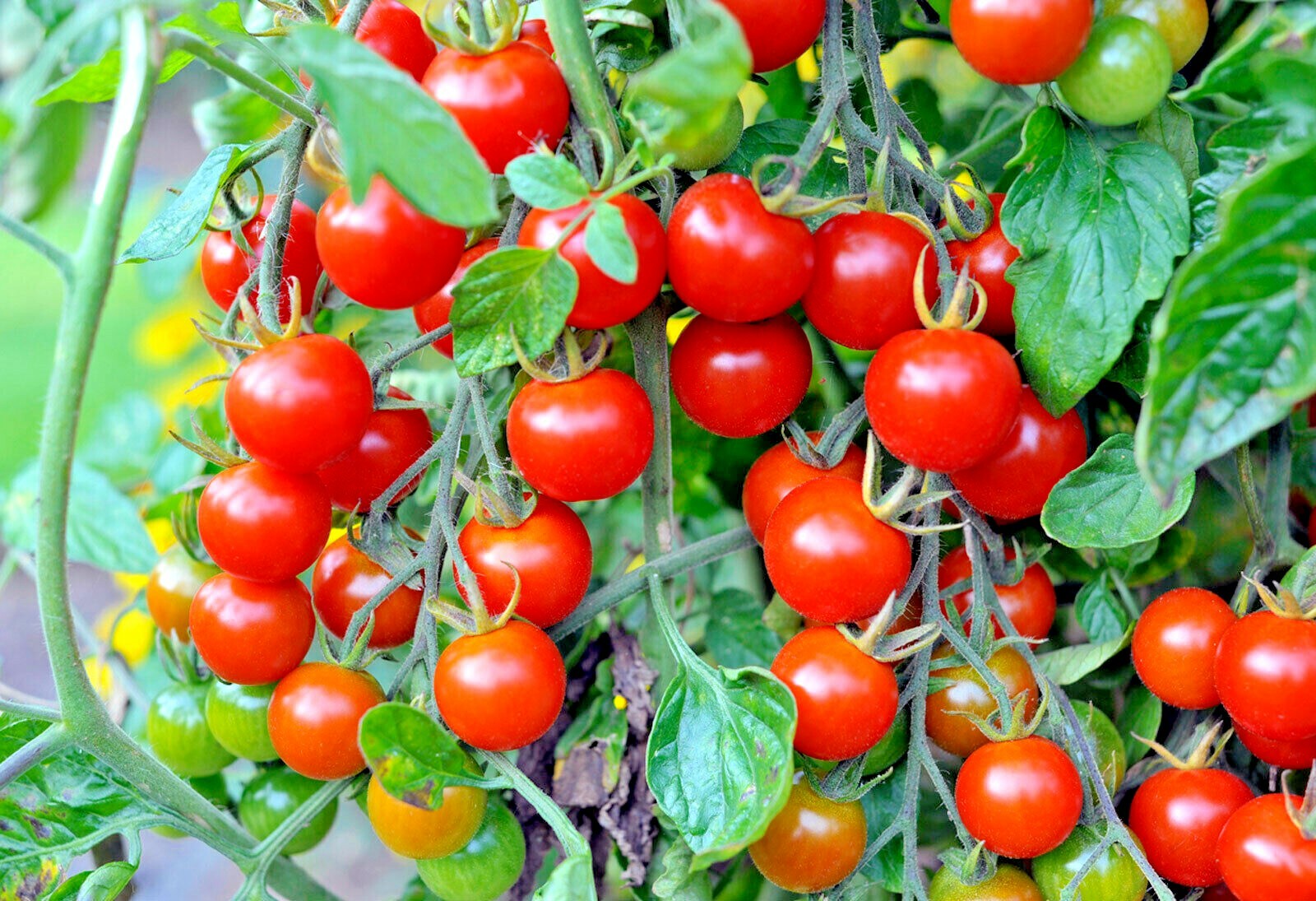 101+CHERRY TOMATO Seeds Organic Heirloom Vegetable Garden Patio Container Easy