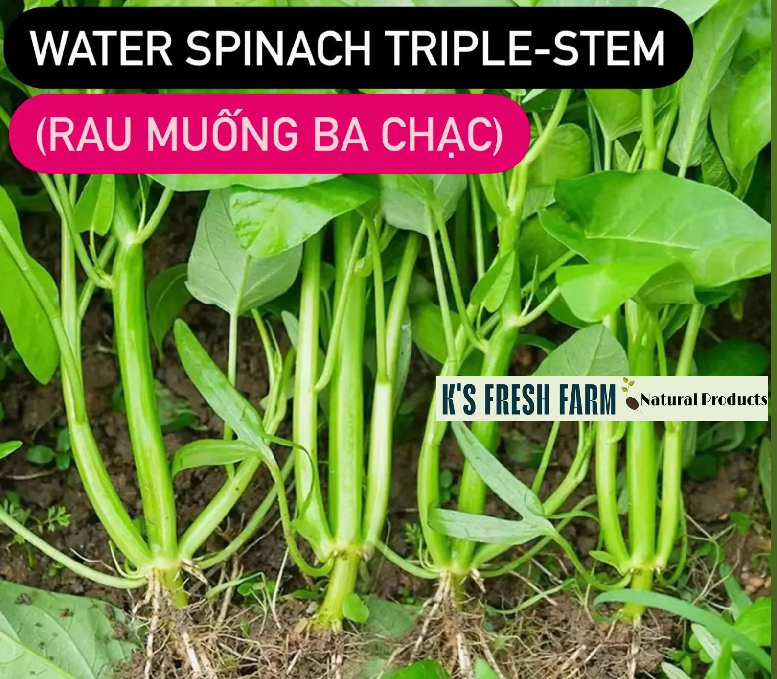 WATER SPINACH SEEDS(Big+Small Leaf/Super Buds/Triple Stem)Rau Muống ong choy