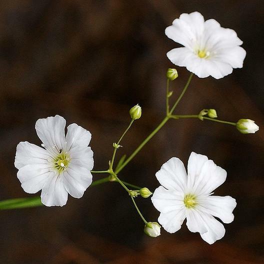 Baby’s Breath WHITE 18″ Tall Cut-Flowers Popular USA Non-GMO Heirloom 2000 Seeds