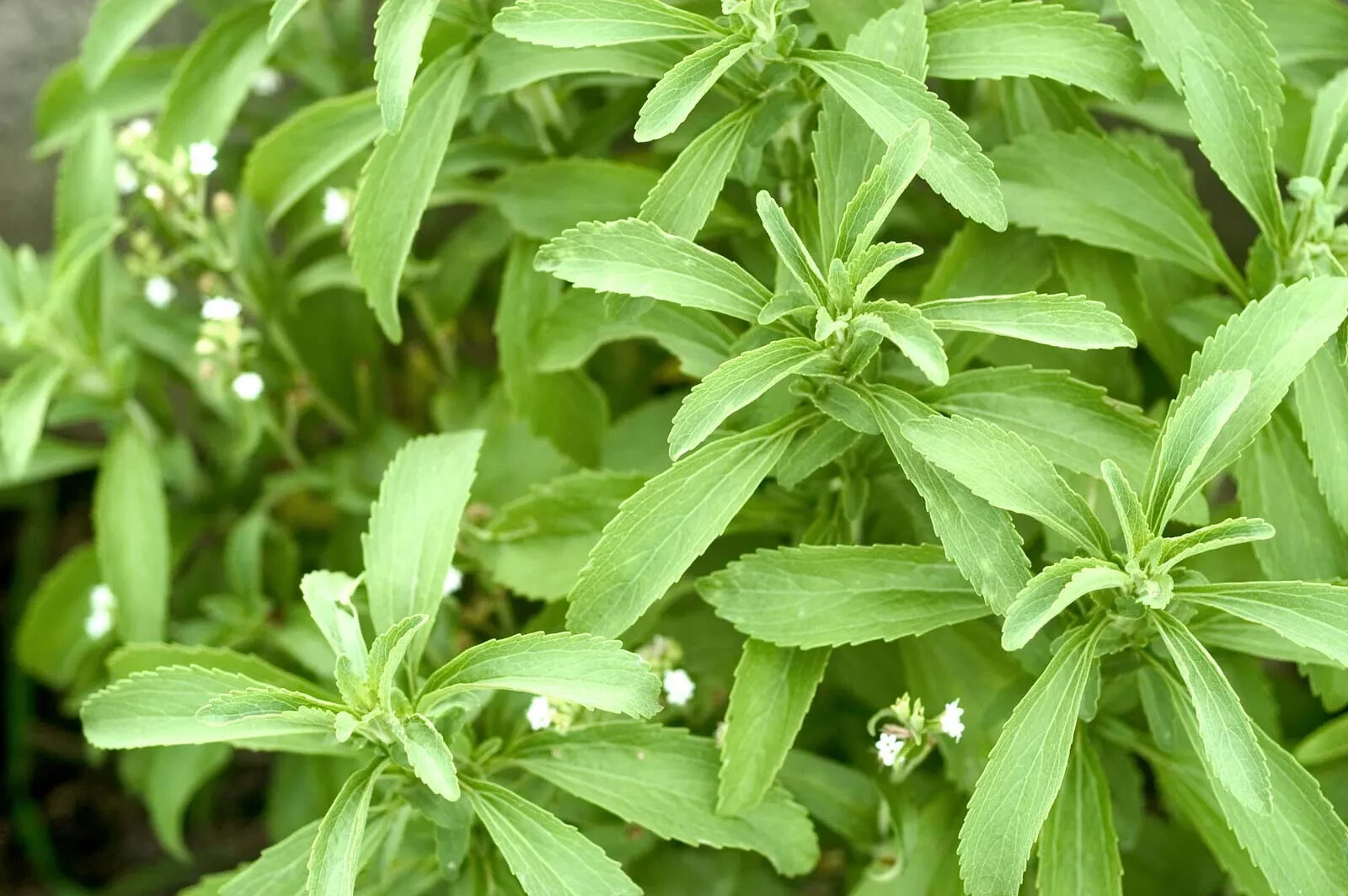 Stevia Seeds – Sweet Herb – 7 counts