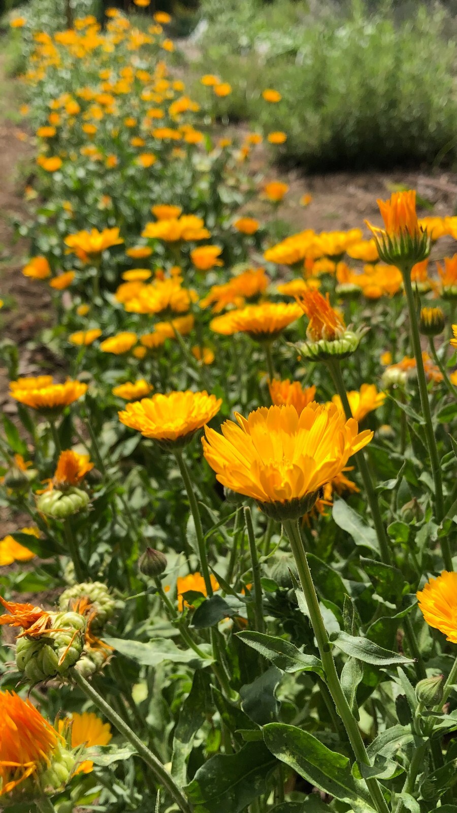 Resina Calendula Seeds – Pot Marigold, Yellow Organic Officinalis Herbal Salves