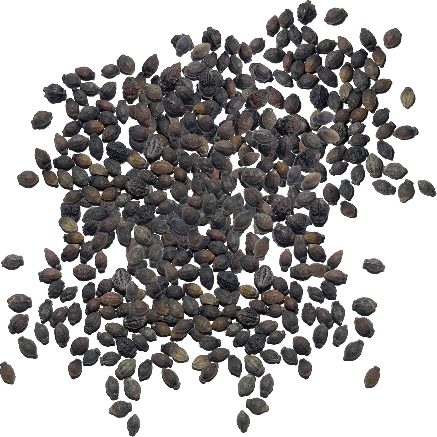 Bulk Four O’ Clock Seeds – Eco-Friendly Heirloom Blooms for Pollinator Gardens