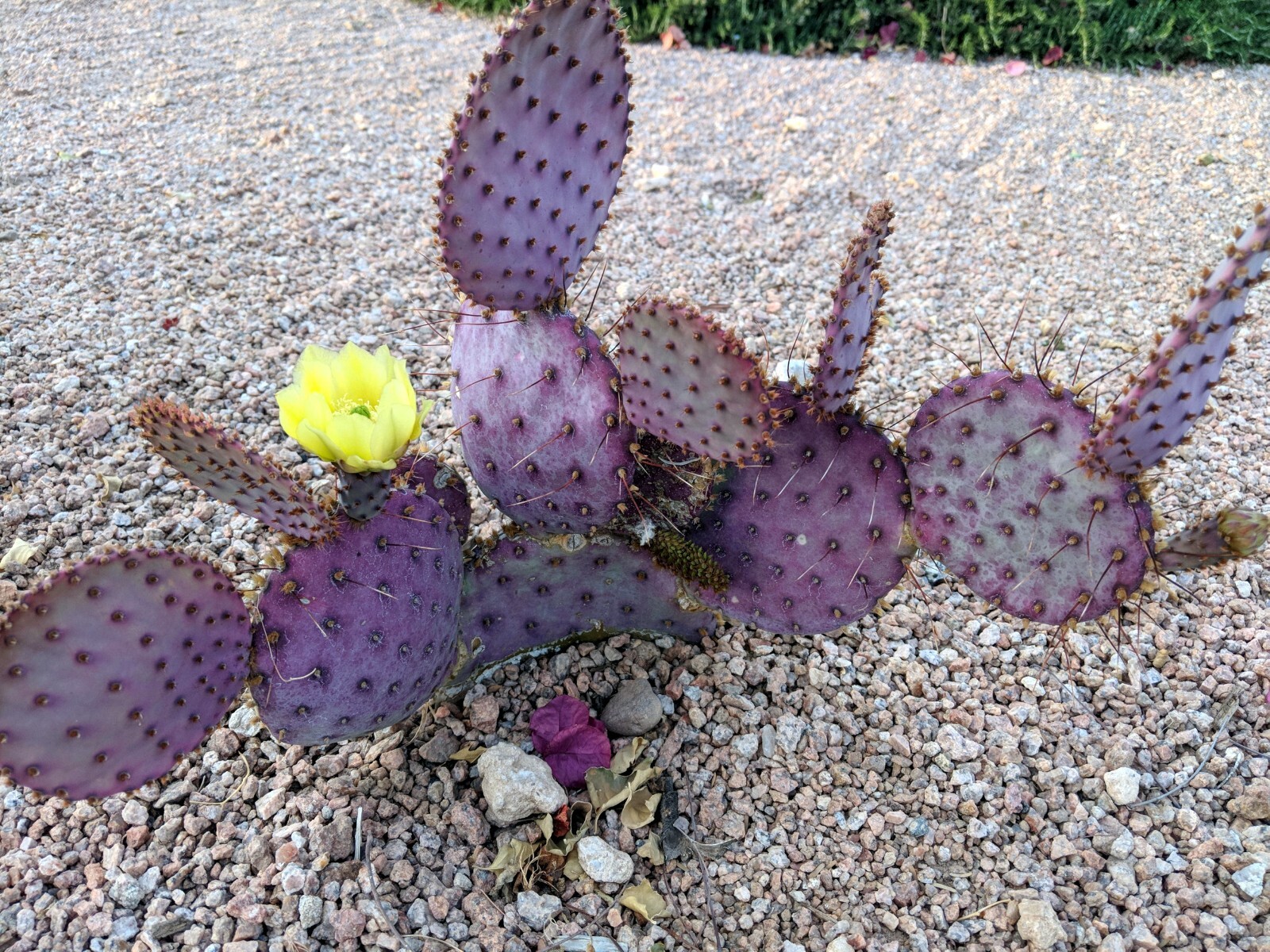 10 Purple Cactus (Opuntia santarita) Prickly Pear Fruit Rare, Fast, Hardy-Zone 7