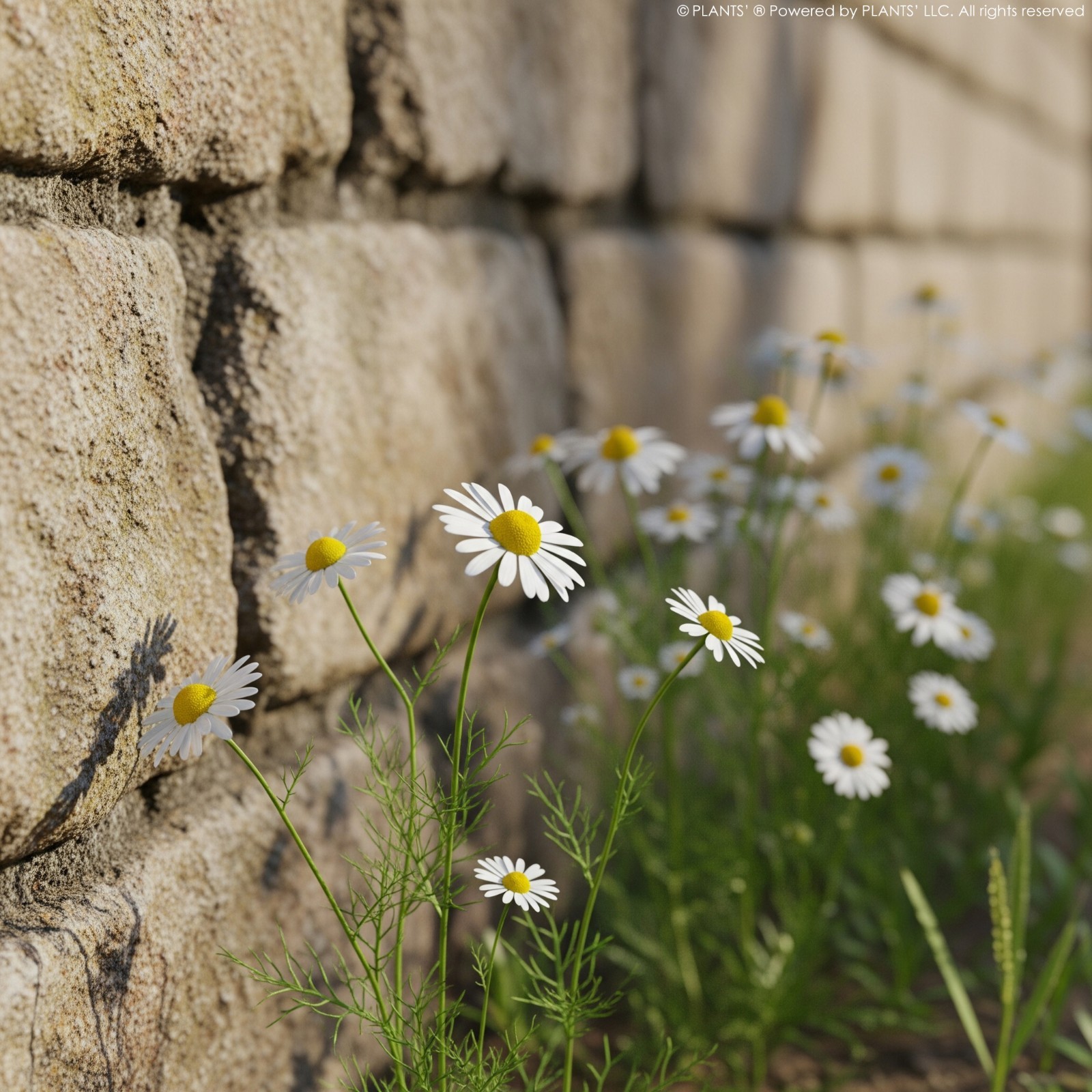 German Chamomile Flowers | Premium Seeds | Matricaria recutita | Plants’®