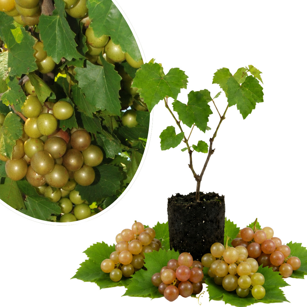 Carlos Muscadine Grape Vine Live Plant 4-6 Inches Rooted Easy Fruiting Variety