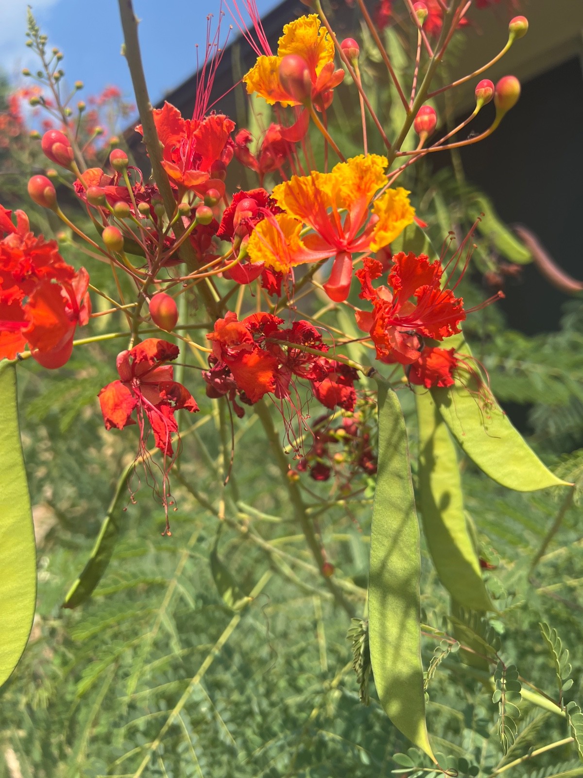 Pride of Barbados (Caesalpinia pulcherrima), 10 seeds