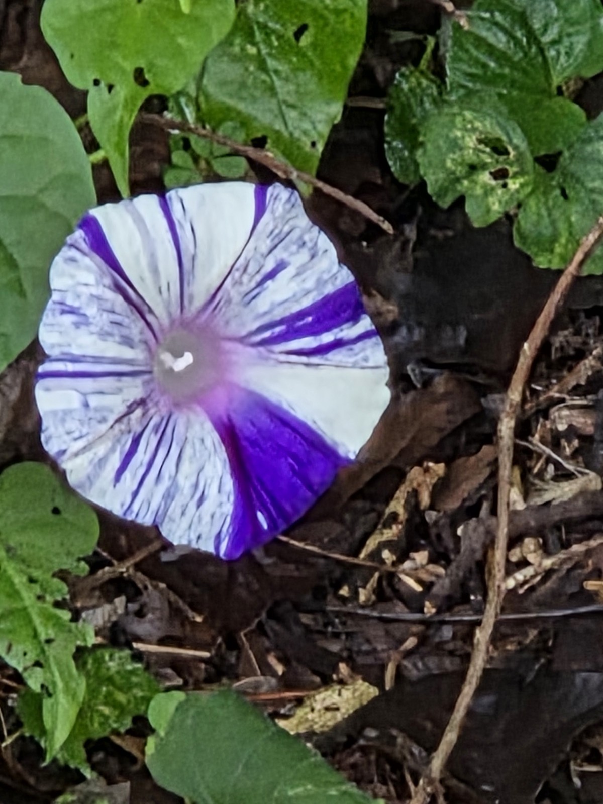 30+ Harlequin Morning Glory Seeds **Fresh Seeds** ~~Free Shipping~~