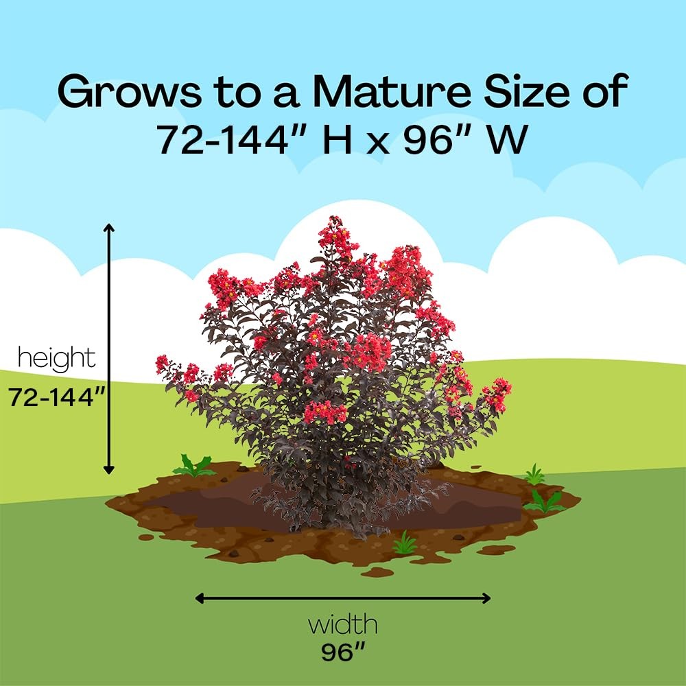 2 Gal. Center Stage Red Crape Myrtle Shrub