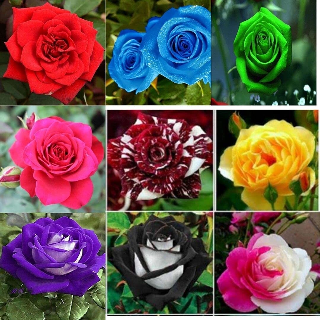 30+ Seeds| Mix Perennial Rose Seeds- Asian #1060