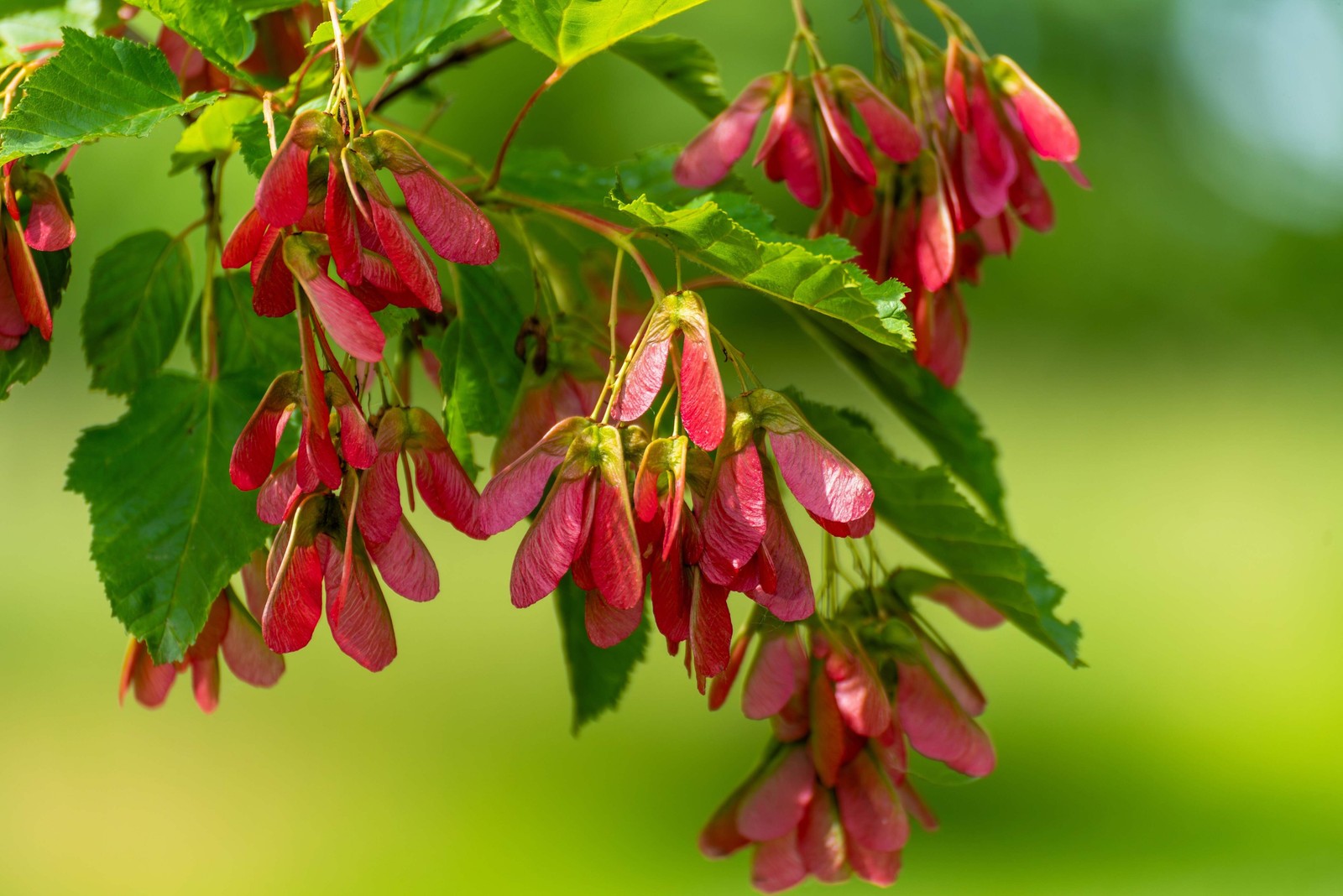 25 Scarlet CAROLINA RED MAPLE Tree Acer Rubrum Seeds