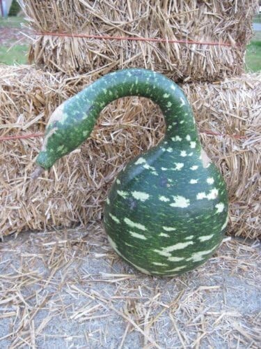 5+ Gooseneck Bottle Gourd Seeds Garden HEIRLOOM NON-GMO USA SELLER FREE SHIPPING