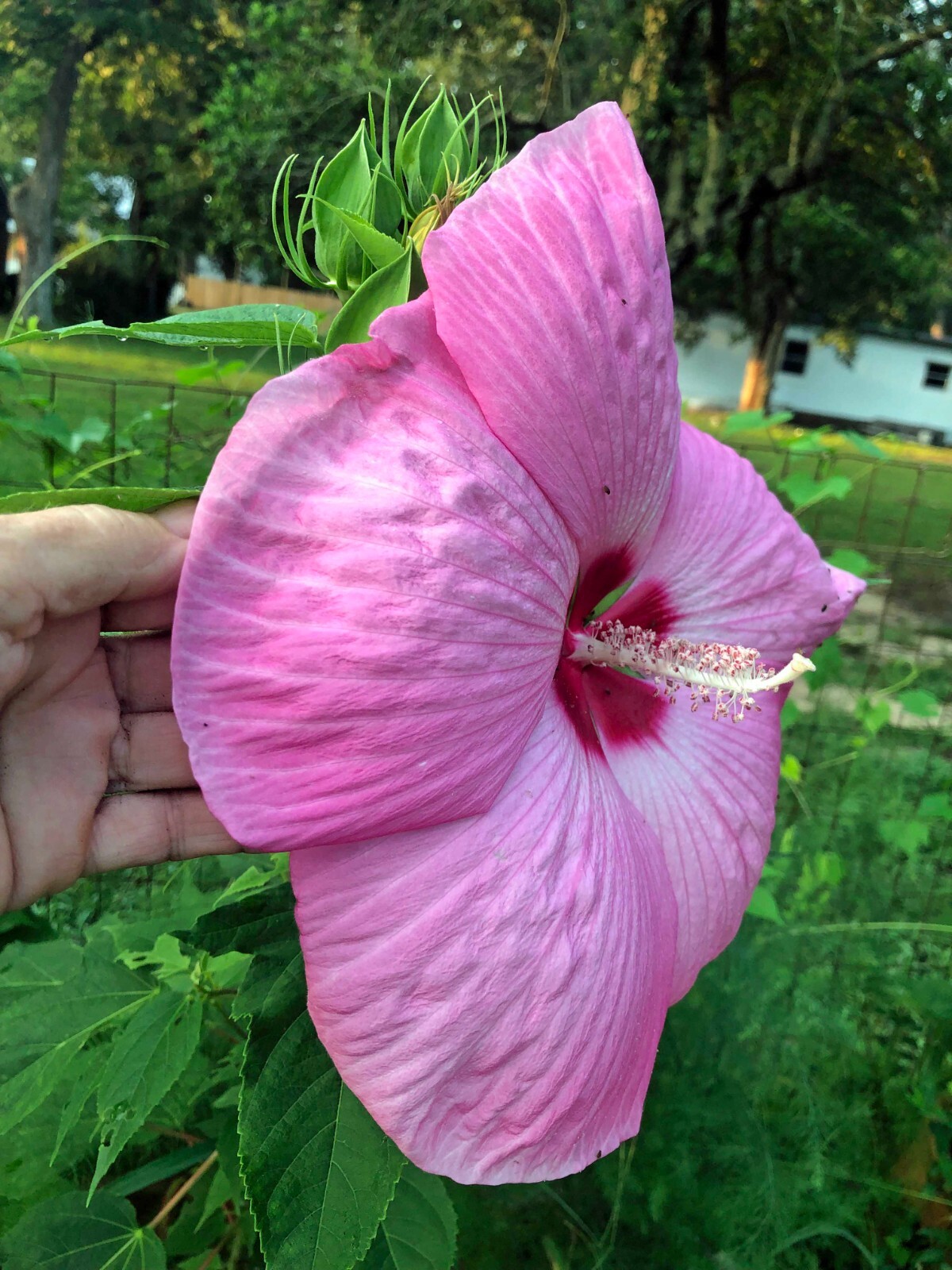 Hibiscus moscheutos | Pink Elephant | 10 Seeds