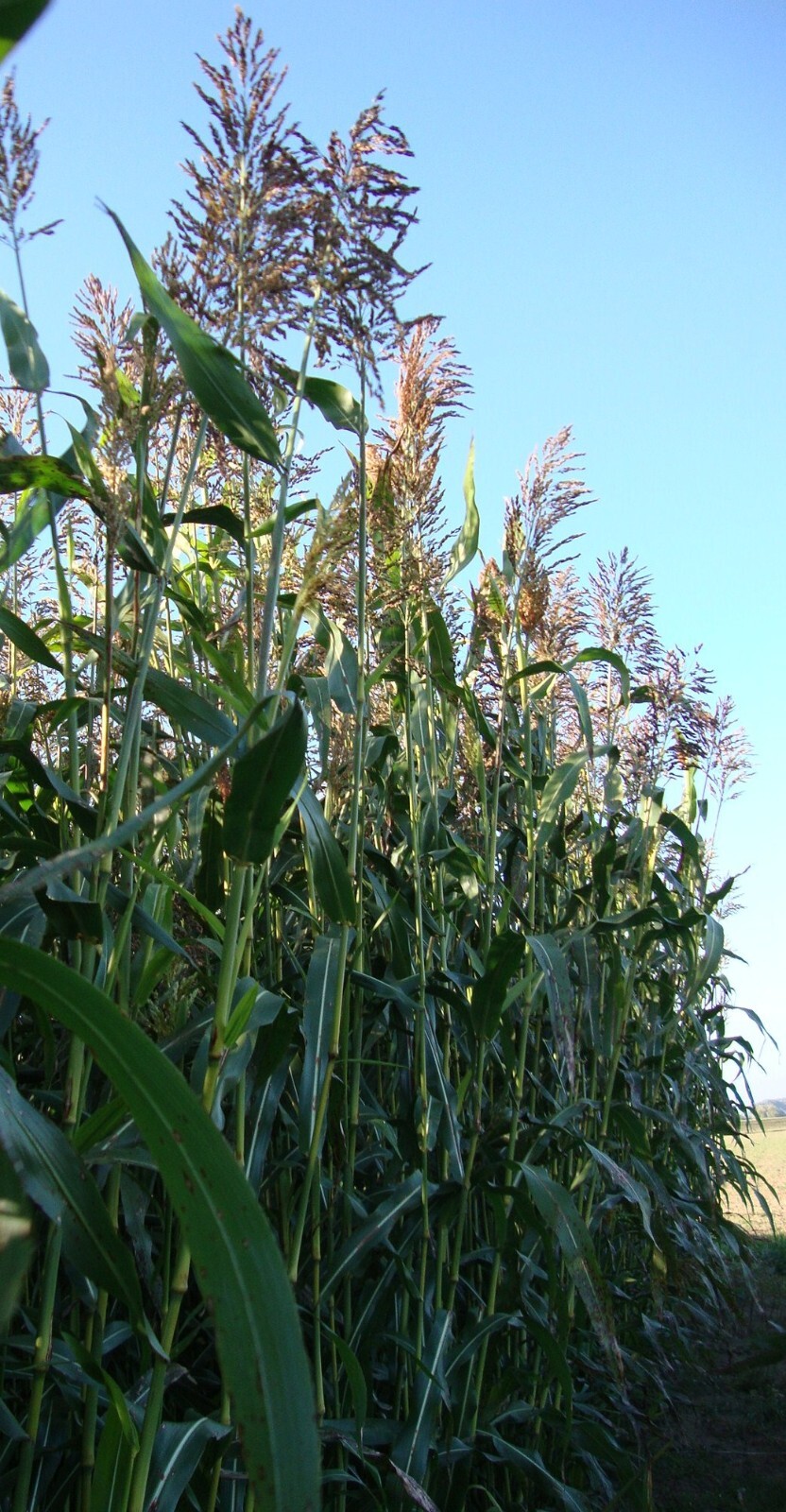 Sorghum Sudangrass Seed – Fast Growing Forage & Cover Crop, Drought Tolerant