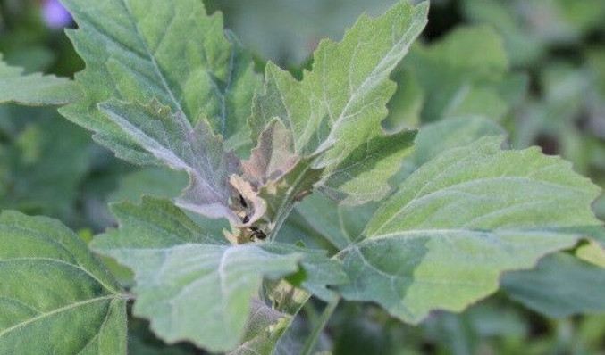 Lambs Quarter, Pigweed, WildSpinach, GooseFoot, 1,000 Seeds NO GMO