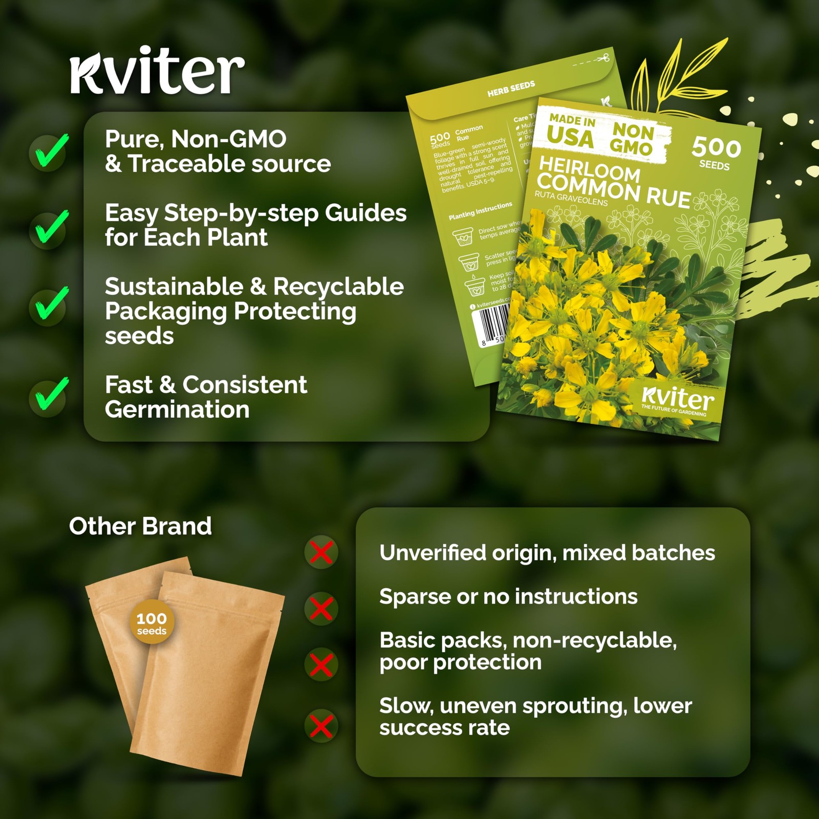 KVITER 500 Common Rue Seeds (Ruta Graveolens)