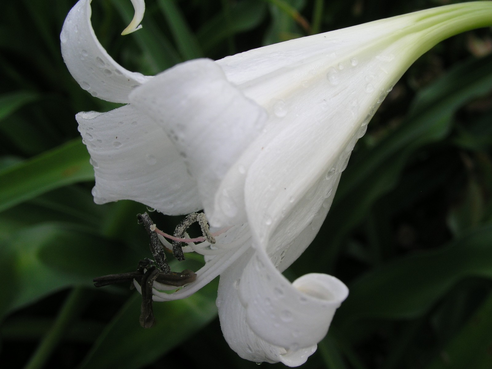 Crinum Lily, False White Queen, Large, blooming-size bulb, NEW
