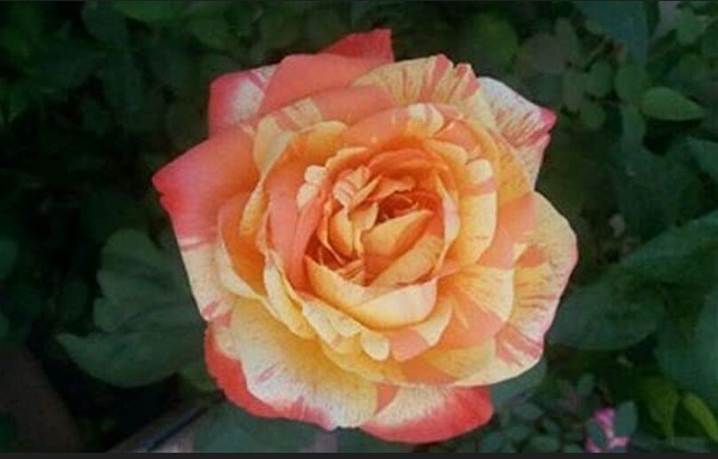 30+ Seeds|Orange White Flower Perennial Rose Seeds #1054