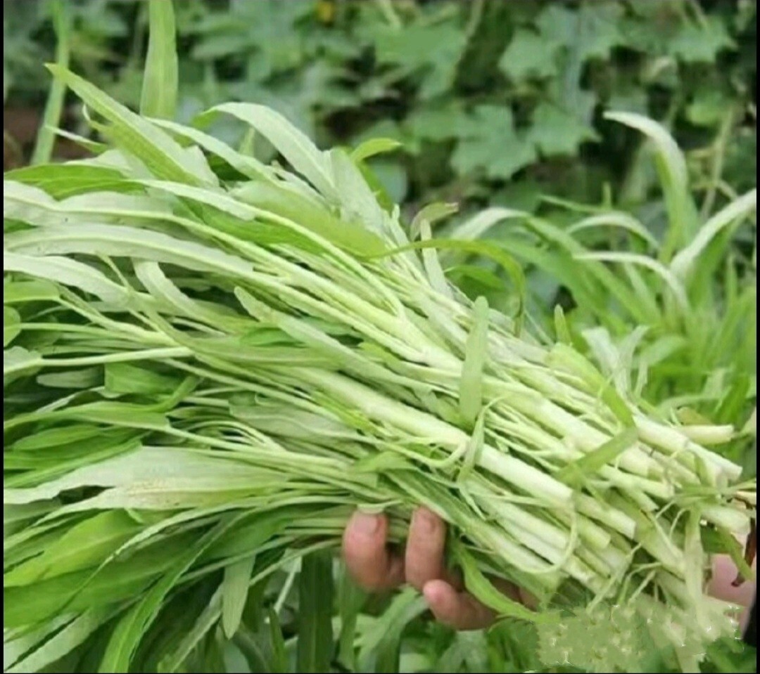 100+ Seed Water Spinach White for Yard & Garden – Non-GMO, Green Leaf Vegetable