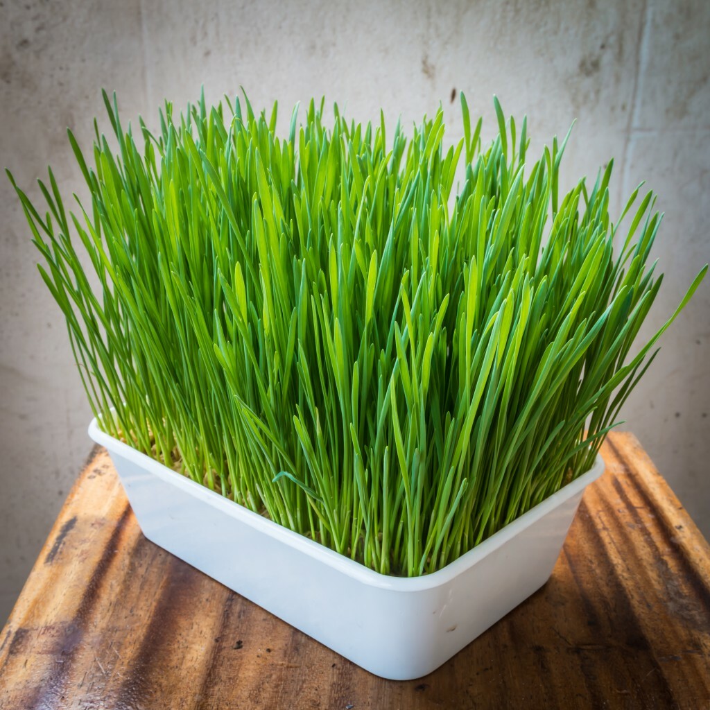 16 oz Wheatgrass