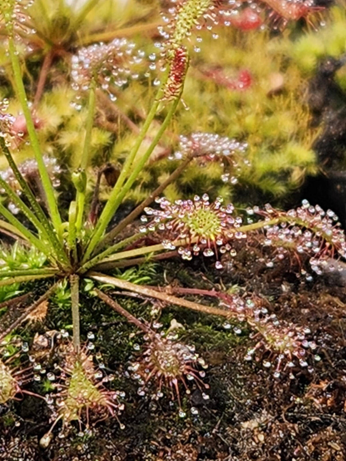 SUNDEW 4 PACK- (Capensis, Binita, Intermedia and, Spatula)