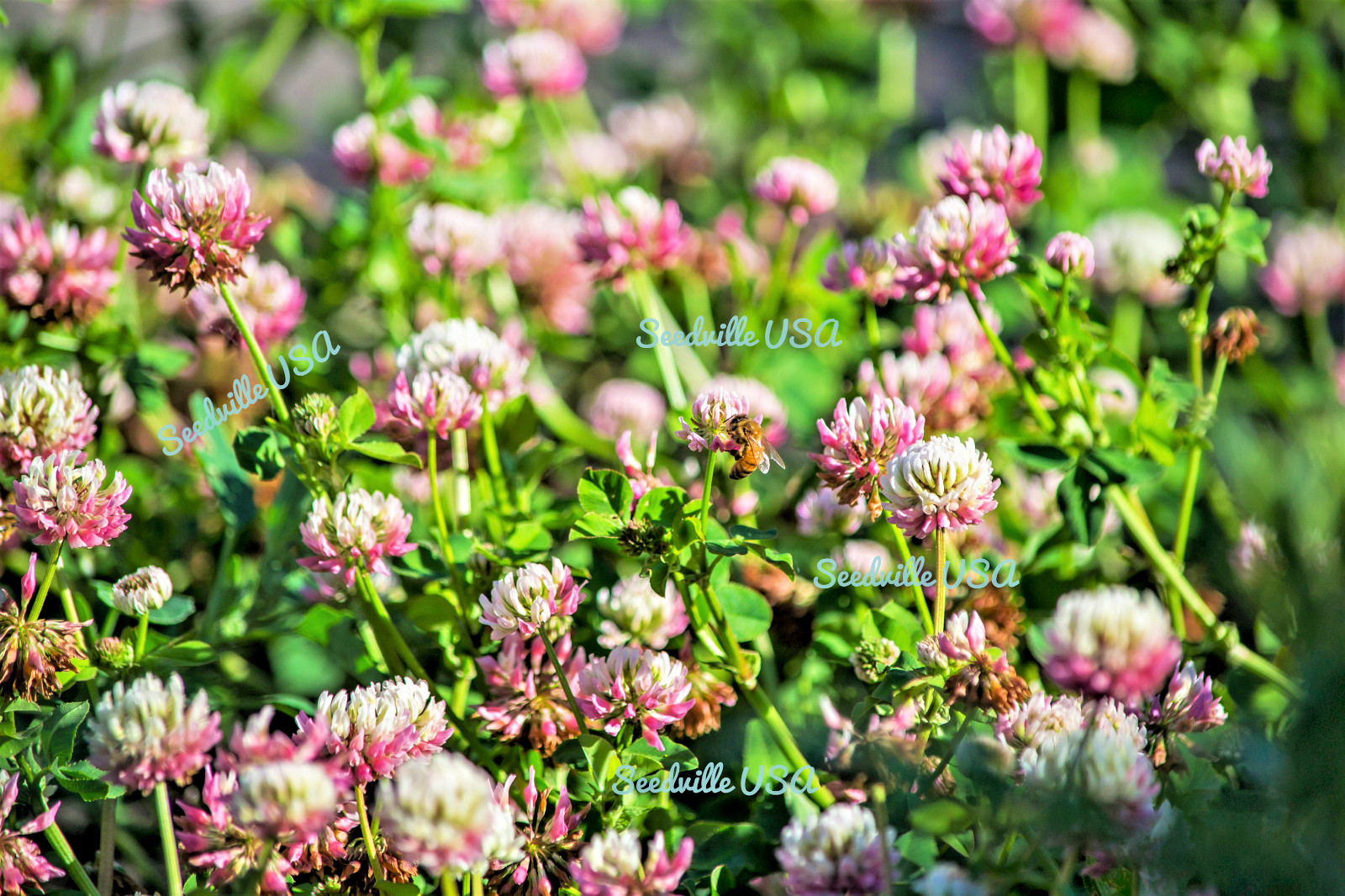 1500 ALSIKE CLOVER Trifolium Hybridum Pink & White Flower Legume Seeds *FlatShip
