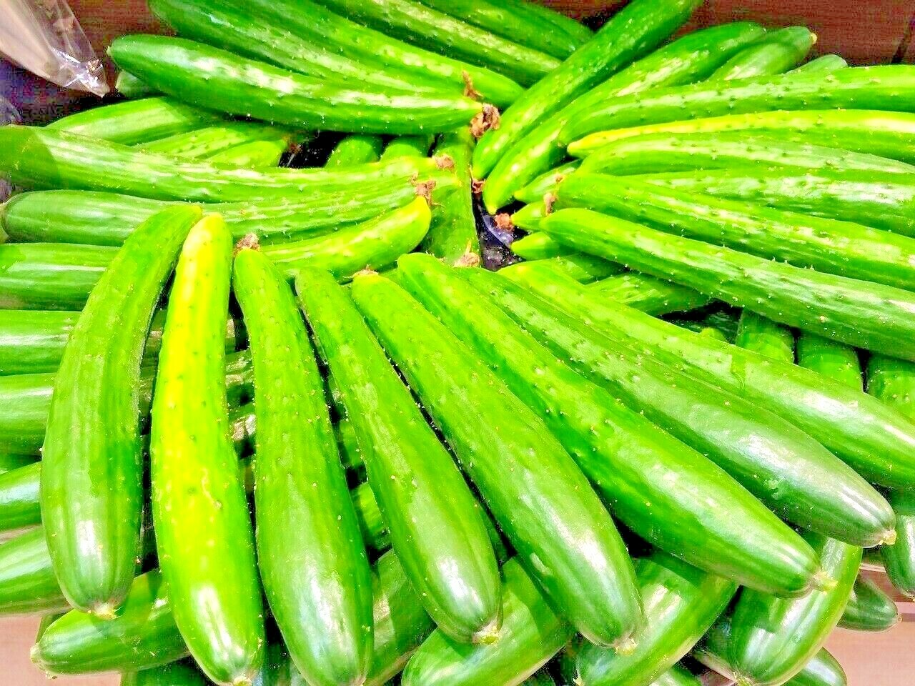100 CUCUMBER SEEDS STRAIGHT EIGHT VEGETABLE SPRING HEIRLOOM GARDEN AWARD WINNER
