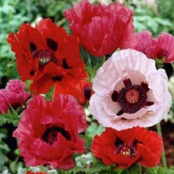 5,000+ Mixed Oriental Poppy Seeds Premium Perennial Giant Crepe-Paper Blossoms