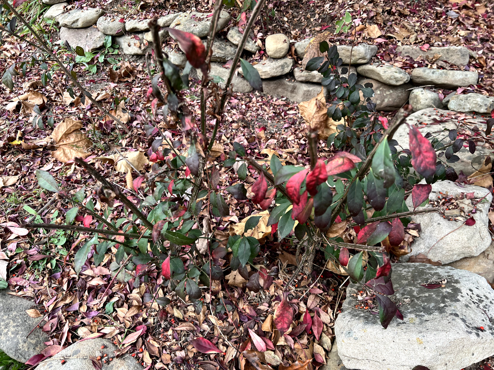 3 Red In Fall Burning Bush Shrubs Plants Beauty Heart PLANTS 1 to 2 foot TALL