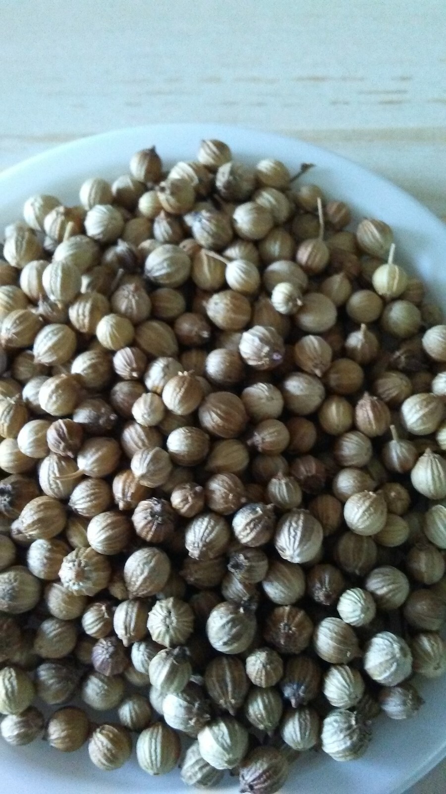 100+ Cilantro Seeds |Leisure Splits| NON-GMO, Fresh Garden Seeds, Ngò Rí , 2025