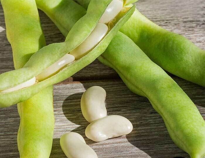 5 X Packs – Bean Seeds – Lima – Henderson Lima_ Heirlooms – 15.grams