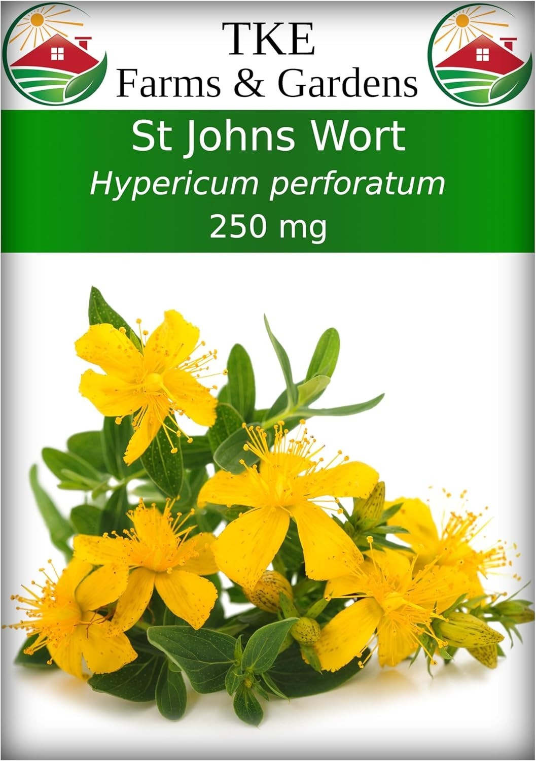 Plant 2000 Non-GMO St. John’s Wort Seeds – Attract Pollinators & Boost Wellness