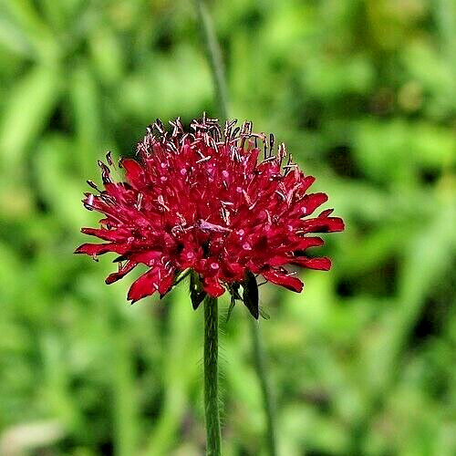 RED KNAUTIA, 110 SEEDS, *EZ TO GROW*