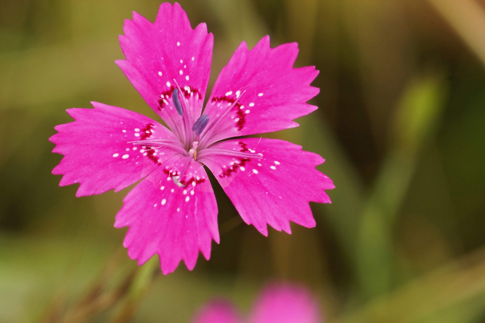 550 MAIDEN PINKS Dianthus Deltoides Flower Seeds