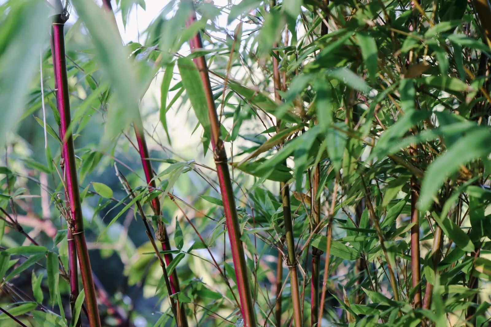 100 Candy Stripe Bamboo Seeds Perennial Ornamental Seed Privacy Shots US SELLER
