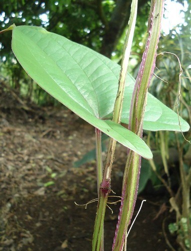 Dioscorea alata | Purple Yam | Ube | 5 Seeds