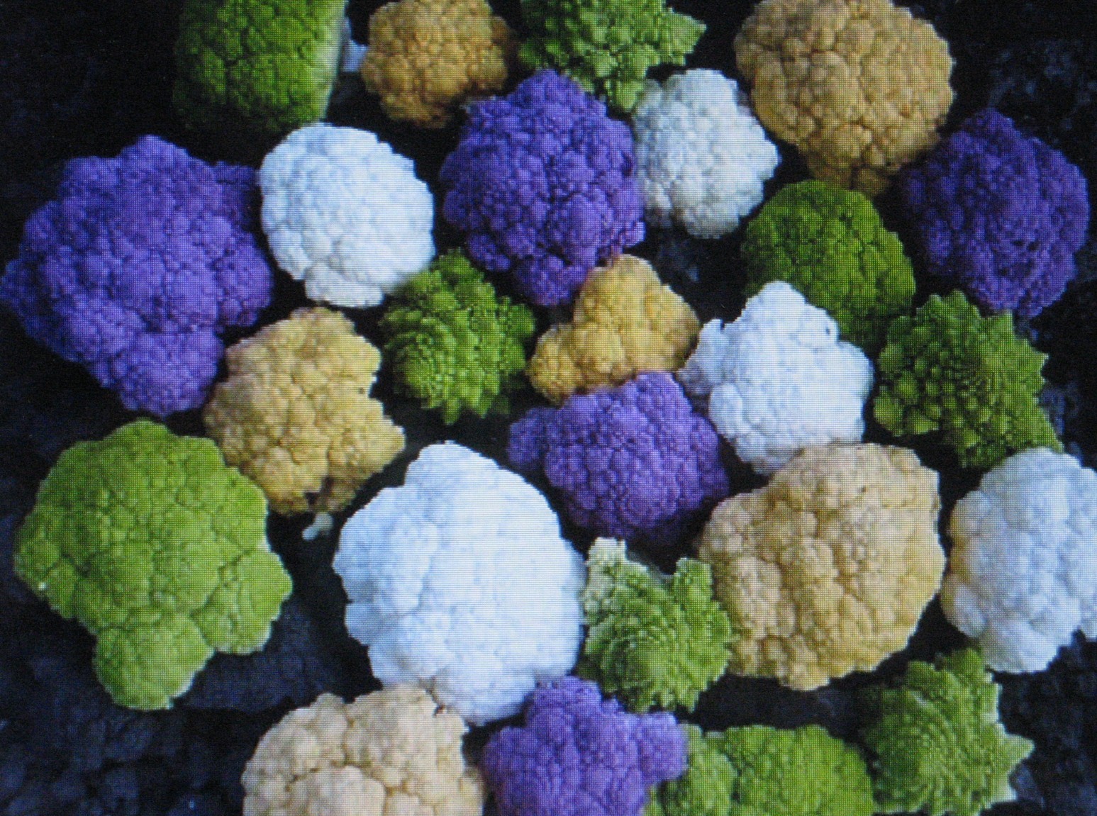 BULK *** Rainbow Blend Cauliflower * Broccoli * Mixed Colors* 1000 SEEDS