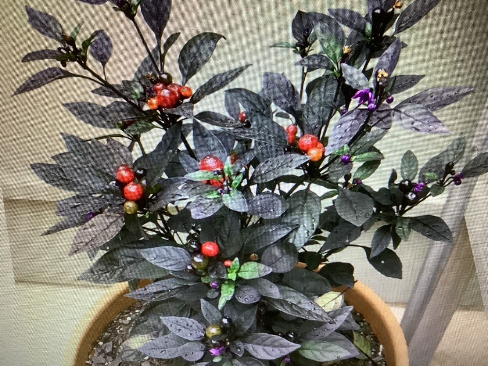 “Black Pearl Ornamental Pepper” MING CHERRY BOMB Ornamental seeds 15 ct.