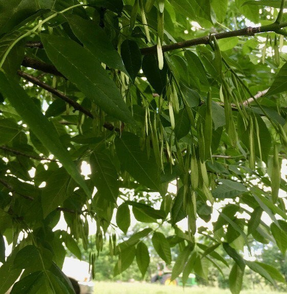 Green Ash Tree Plant Seeds (Fraxinus Pennsylvanica) 20-500