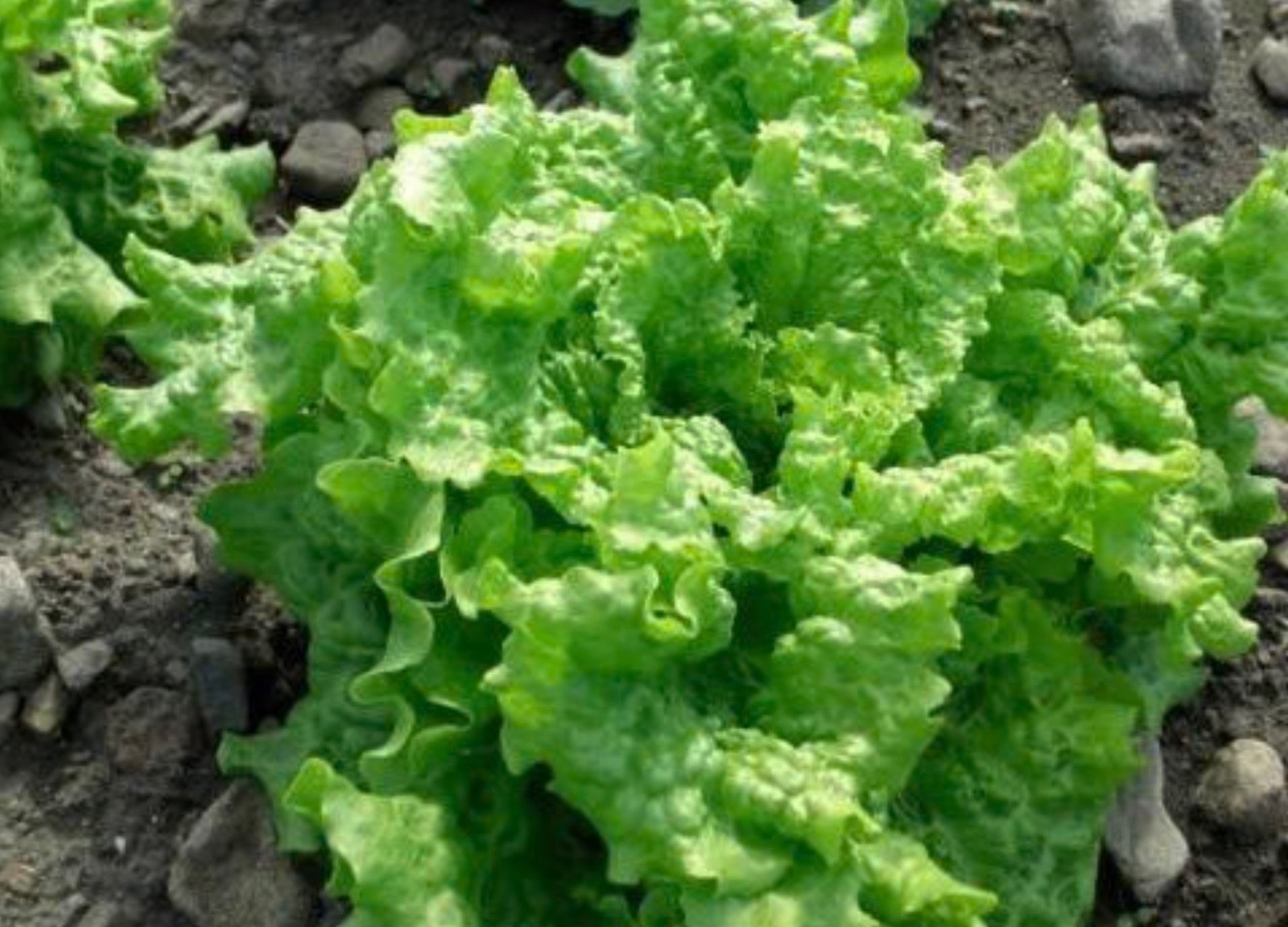 Black Seeded Simpson, Loose-Leaf Lettuce Seeds, Fresh! – Organic Heirloom NONGMO