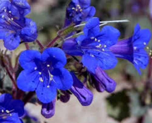 CALIFORNIA BLUEBELL SEEDS, 100 Seeds, Phacelia Campanularia, Desert Bluebells,