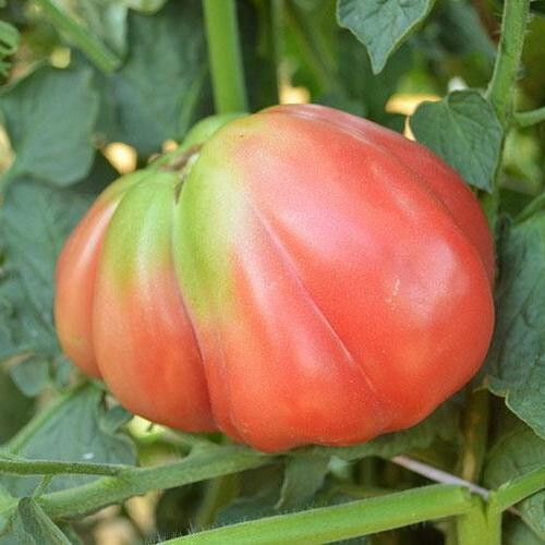 Oaxacan Pink MEXICAN Heirloom Tomato seeds (30) / INDETERMINATE / SUPER RARE
