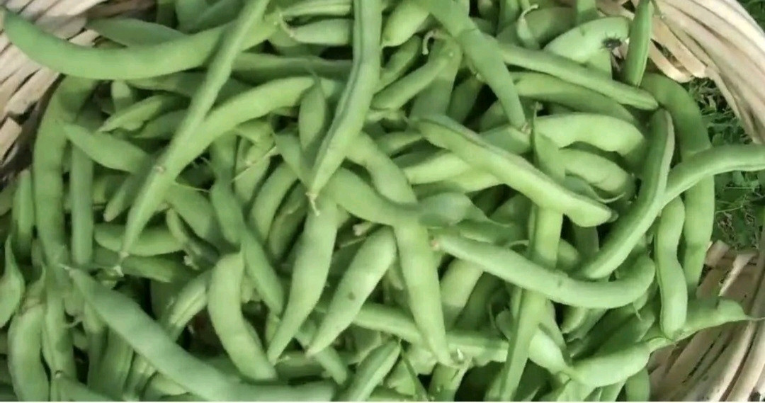 1/4 Pound Strike Bush Green Bean Seeds, NON-GMO,Organic Heavy Yields,