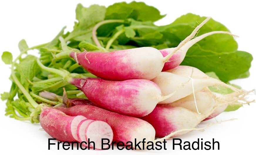 Radishes Lover Heirlooms Seeds – 5 Packs Bundle Deal
