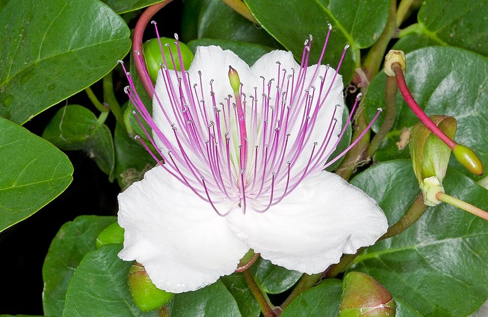 Capparis spinosa Caper Bush 20 seeds
